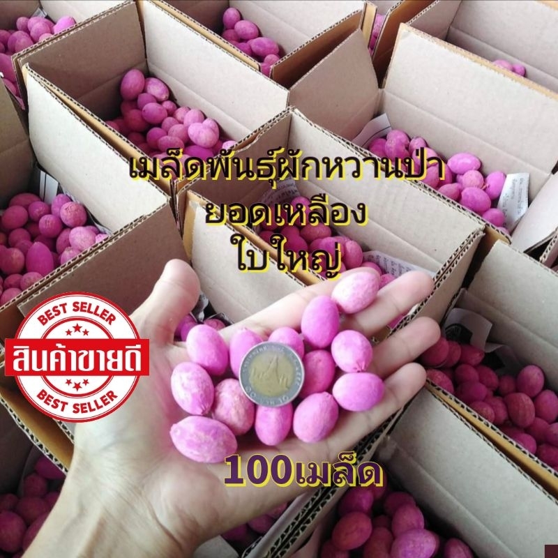 เมล็ดผักหวานป่า100เมล็ด พันธุ์ยอดเหลืองใบใหญ่ ปี2569