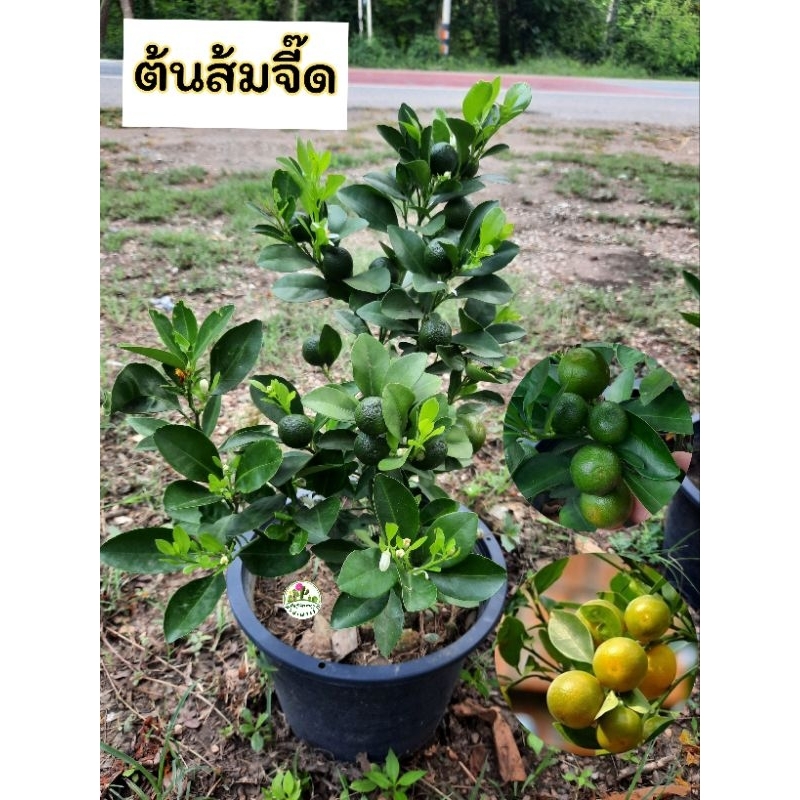 ต้นส้มจี๊ด ส้มจี๊ด ไม้มงคล