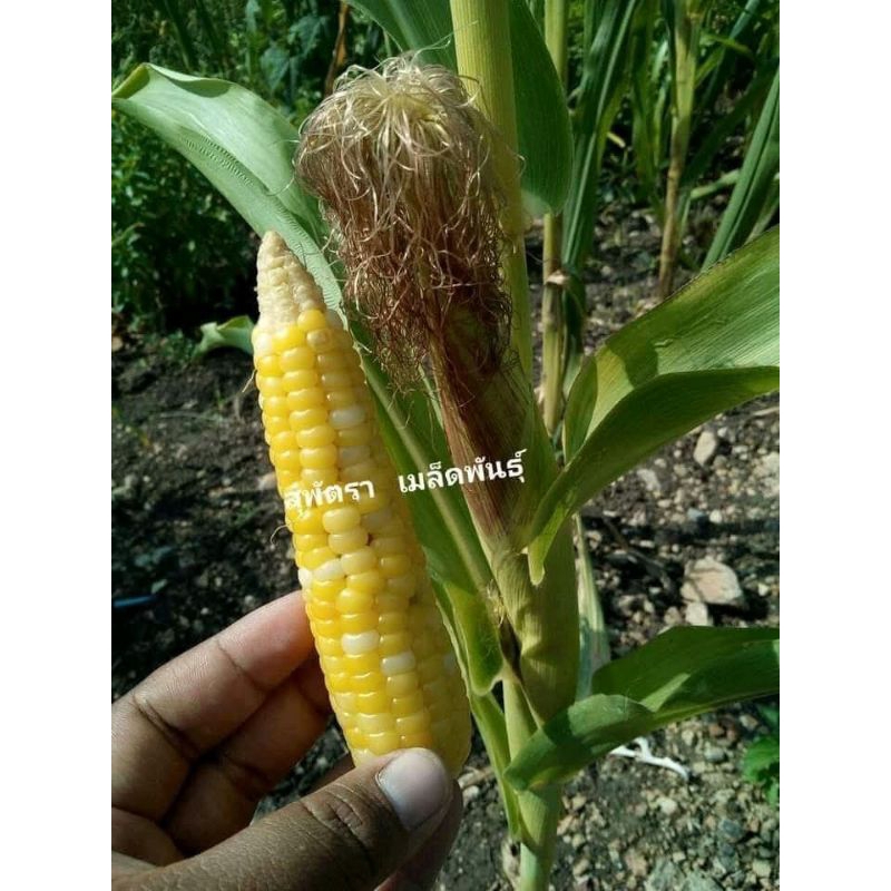 เมล็ดพันธุ์ ข้าวโพดเทียนเหลืองน้ำผึ้ง 400 เมล็ด - รูปที่ 3