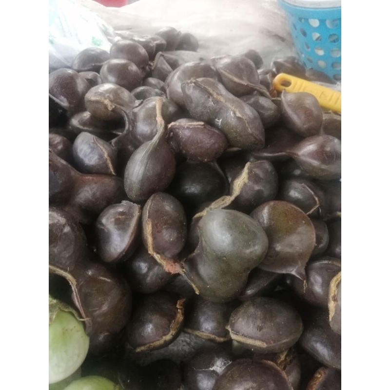 ลูกเนียงไต้​ เนื้อพอดีกิน​กรุบกรอบ500กรัม