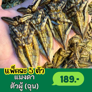 แมงดาตัวผู้ (ฉุน) คุณจ๊ะ แพ็คละ 5 ตัว