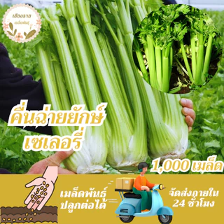 เมล็ดพันธุ์ คื่นฉ่ายยักษ์ คื่นฉ่ายฝรั่ง เซเลอรี่ 150เมล็ด Celery Utah Seedเมล็ดพันธุ์แท้100%นำเข้าจากต่างประเทศ ปลูกผัก
