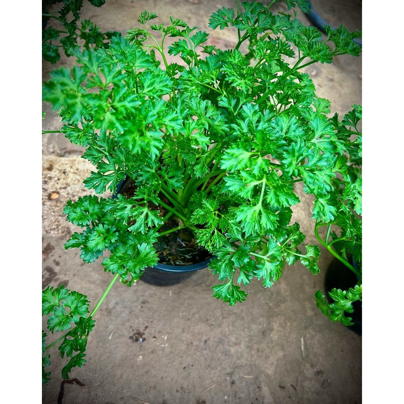 Parsley พาสเลย์ใบหยิก Curled Parsley สมุนไพรฝรั่ง ผักสวนครัวประจำบ้าน