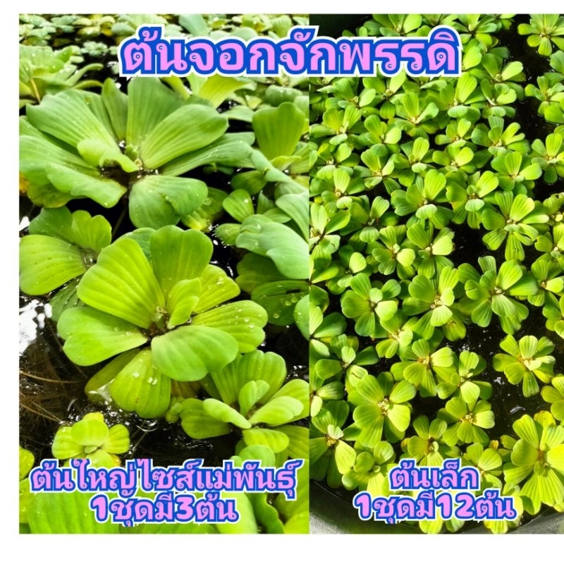 ต้นจอกจักพรรดิต้นใหญ่ ไซส์แม่พันธุ์ 1ชุดมี3ต้น ต้นเล็ก1ชุดมี12ต้น