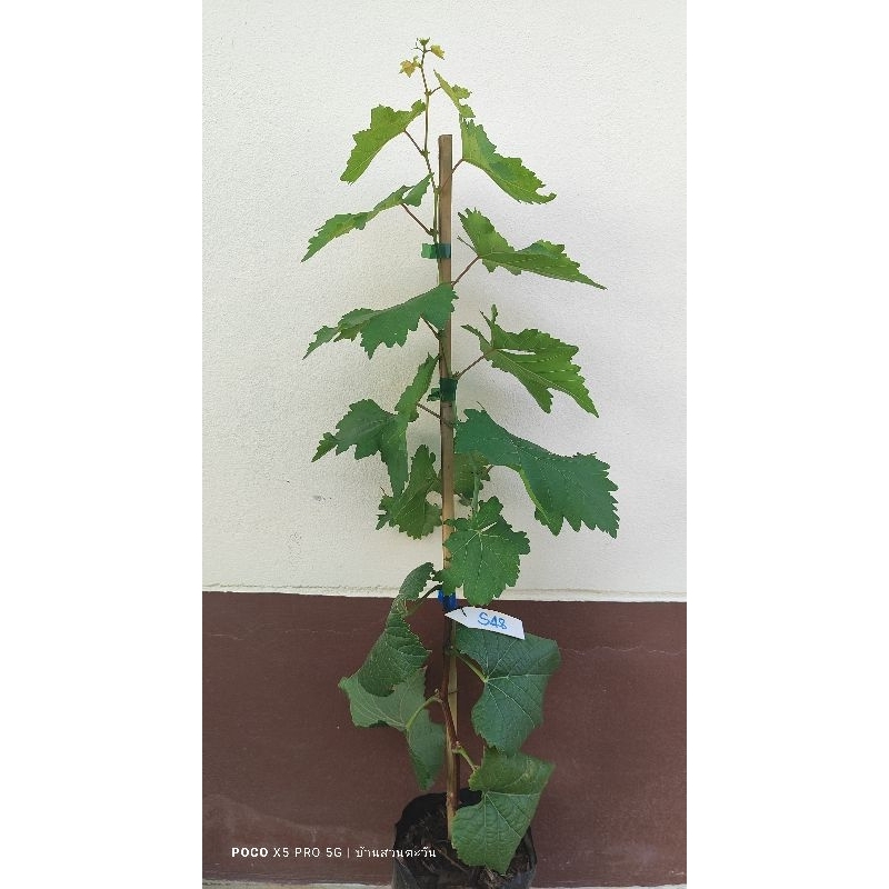 องุ่น s48 (เออรี่อดอร่า)