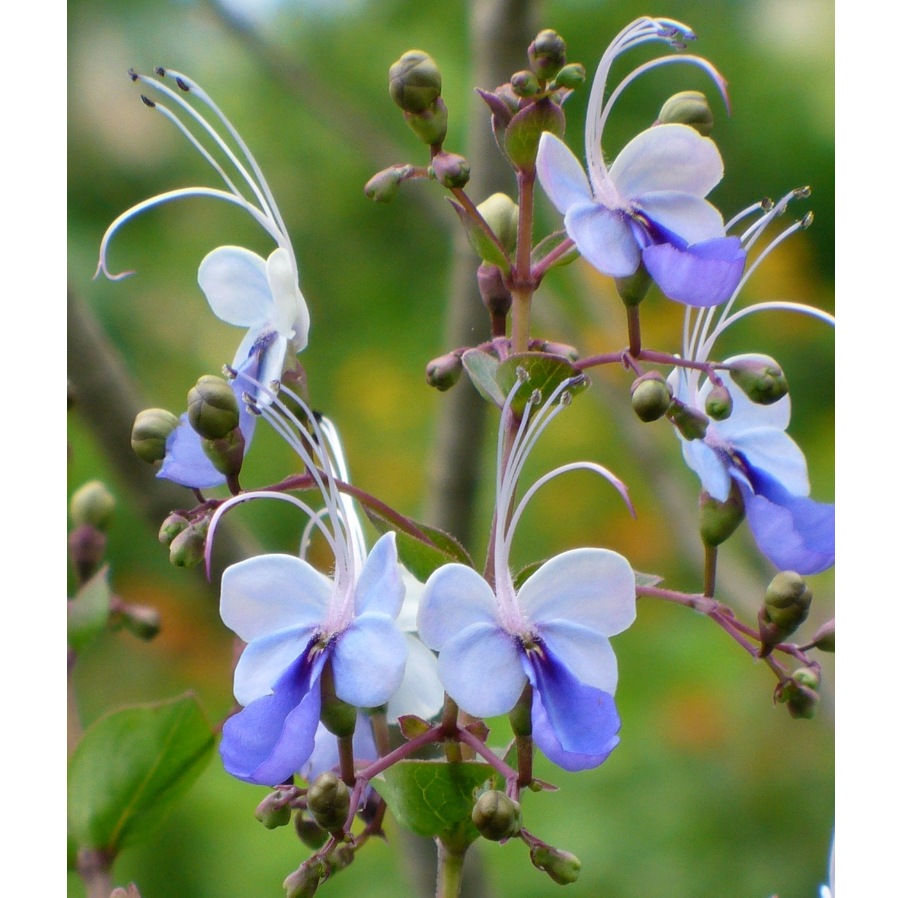 ต้นผีเสื้อแสนสวย พุ่มผีเสื้อสีน้ําเงิน Blue butterfly bush, Blue glory bower