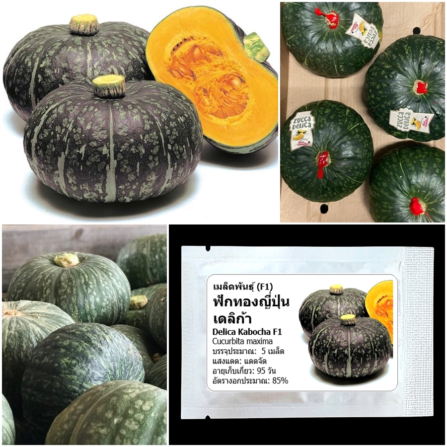 เมล็ดพันธุ์ ฟักทองญี่ปุ่น เดลิก้า Delica Kabocha Squash F1 Seed 5 เมล็ด คุณภาพดี ของแท้ 100%