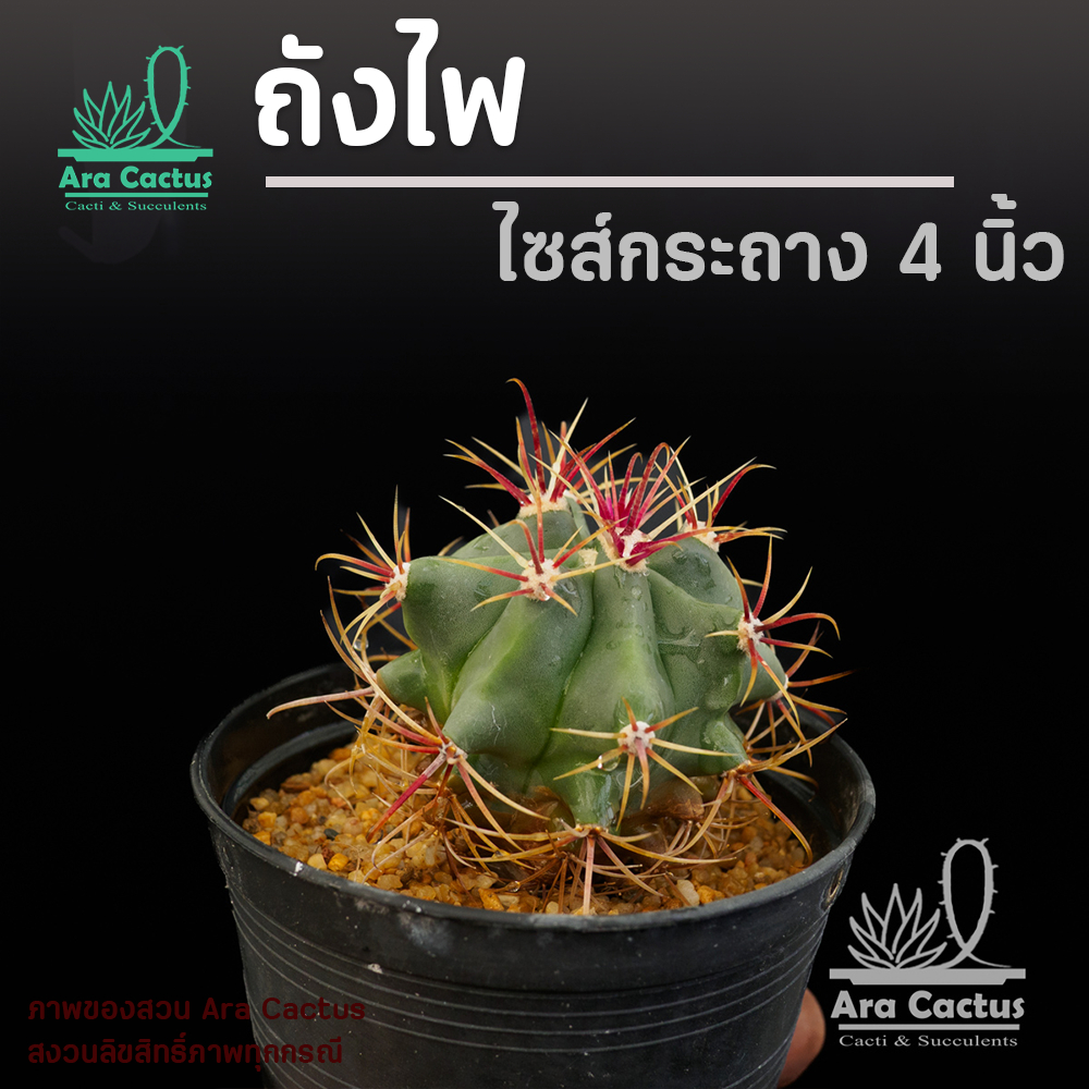 สวนขายเอง! เฟโรถังไฟ Ferocactus gracilis subs. coloratus ไซส์ M กระถาง 4 นิ้ว แคคตัสสวยๆ กระบองเพชรสวยๆ ต้นไม้ประดับ