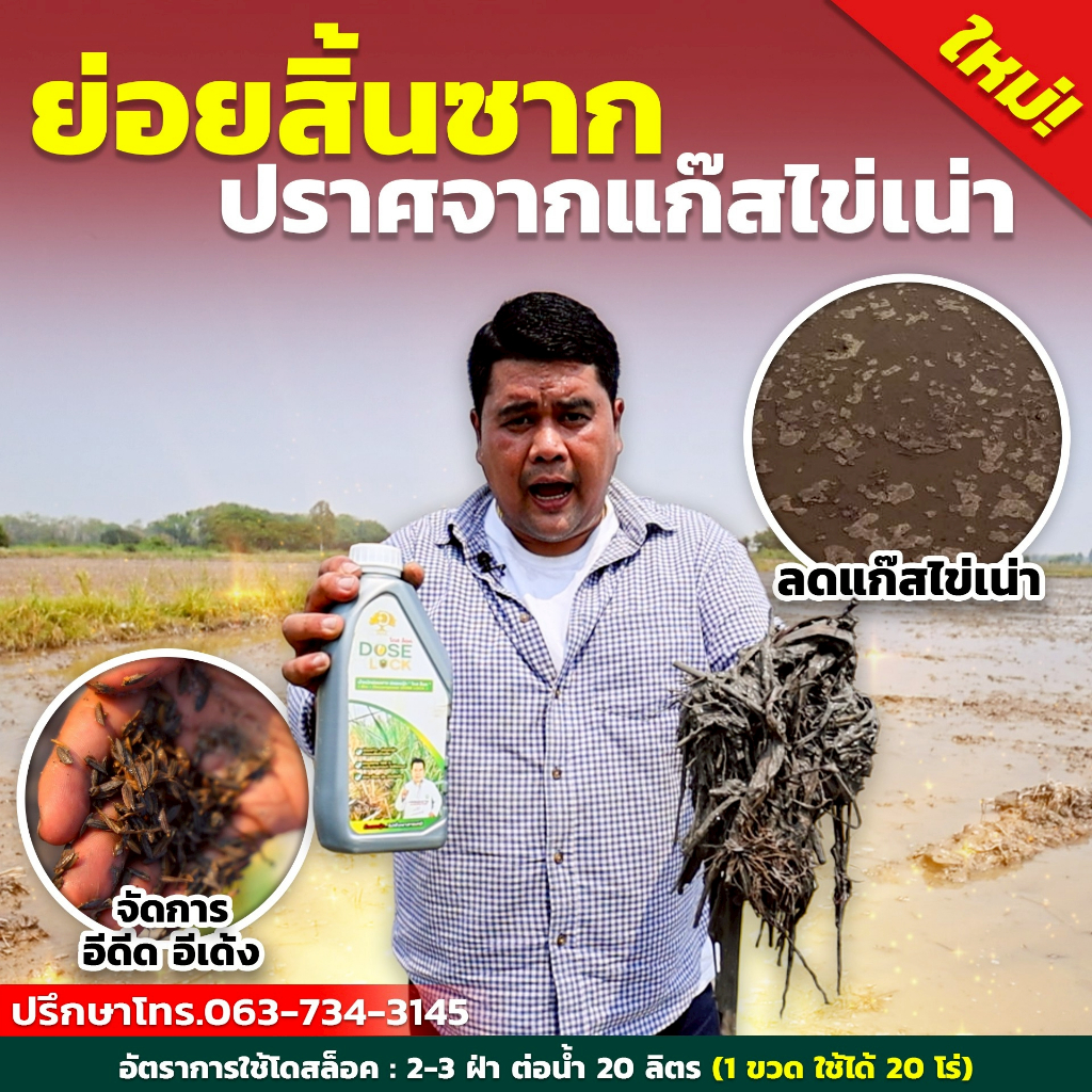 [ส่งเร็วทันใจ] โดสล๊อค DOSE LOCK ลดข้าวดีด ข้าวเด้ง ย่อยสลายตอซัง ฟางข้าว - รูปที่ 4