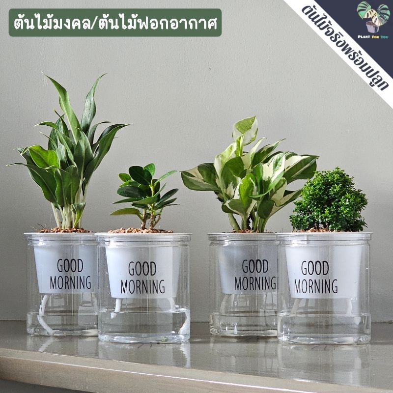 🌱ต้นไม้ฟอกอากาศ/ต้นไม้มงคล ต้นไม้ตั้งโต๊ะทำงาน (มีหลายชนิด) พร้อมกระถางรดน้ำอัตโนมัต 4"นิ้ว ครบชุดพร้อมปลูก