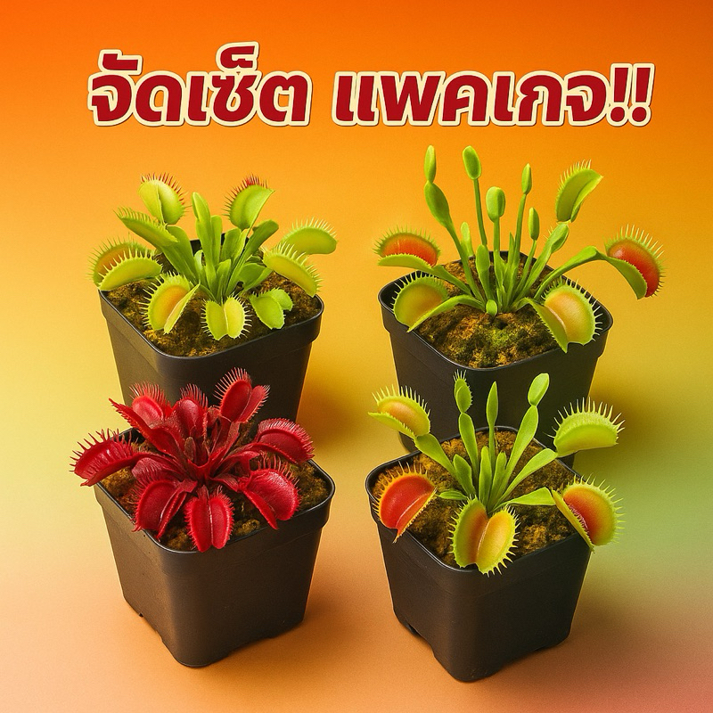 เซ็ตแพ็คเกจ!! RedSawtooth+ DcXl+ B52+Typical – โปรปัง