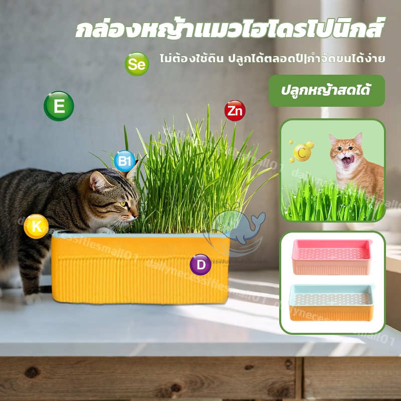 ถาดปลูกหญ้าแมว กล่องปลูกหญ้าแมว เสริมสร้างภูมิคุ้มกัน ลดกลิ่นมูลสัตว์เลี้ยง ออร์แกนิคขนมขบเคี้ยว ชุดปลูกข้าวสาลี แมว