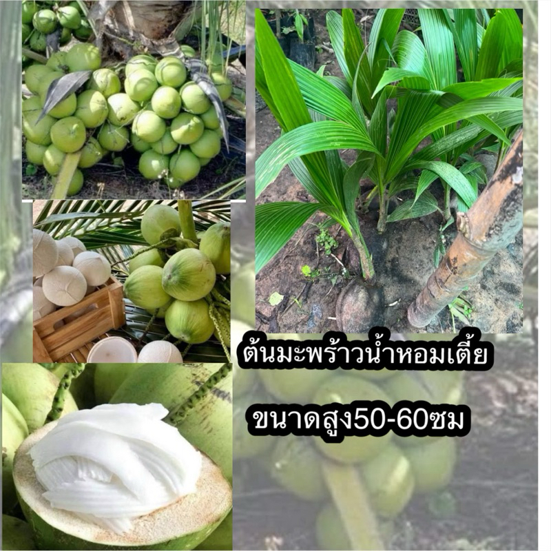 ต้นมะพร้าวน้ำหอม ต้นเตี้ย บ้านแพ้วจากสวนบ้านเพ้วพันธุ์แท้ จะมีกลิ่นหอมในตัวเองคล้ายใบเตย รสชาติหวานสดชื่น หอมใบเตยอ่อนๆ
