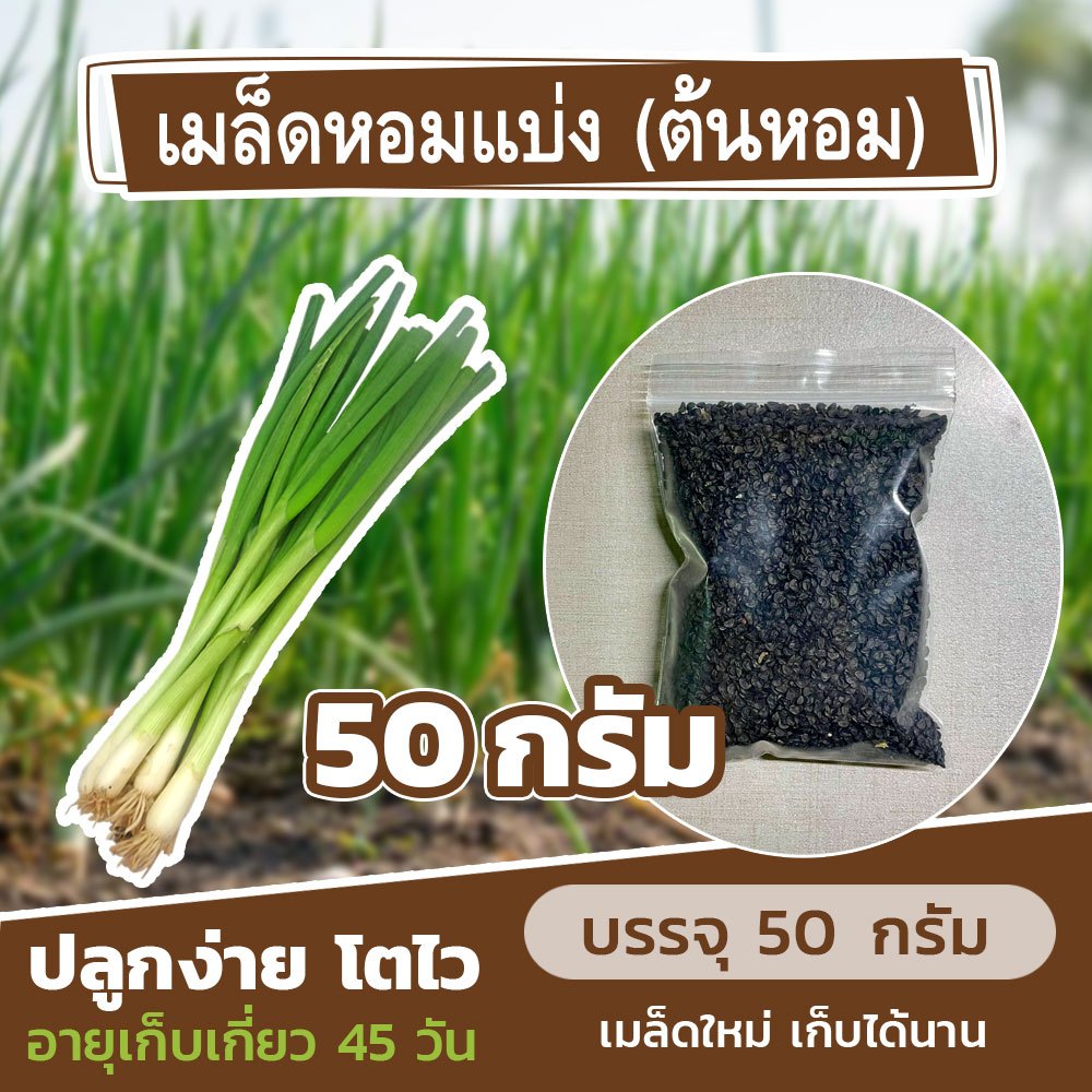 เมล็ดพันธุ์หอมแบ่ง (ต้นหอม) แบ่งขาย 50 กรัม🌿 เมล็ดใหม่ อัตราการงอกสูง