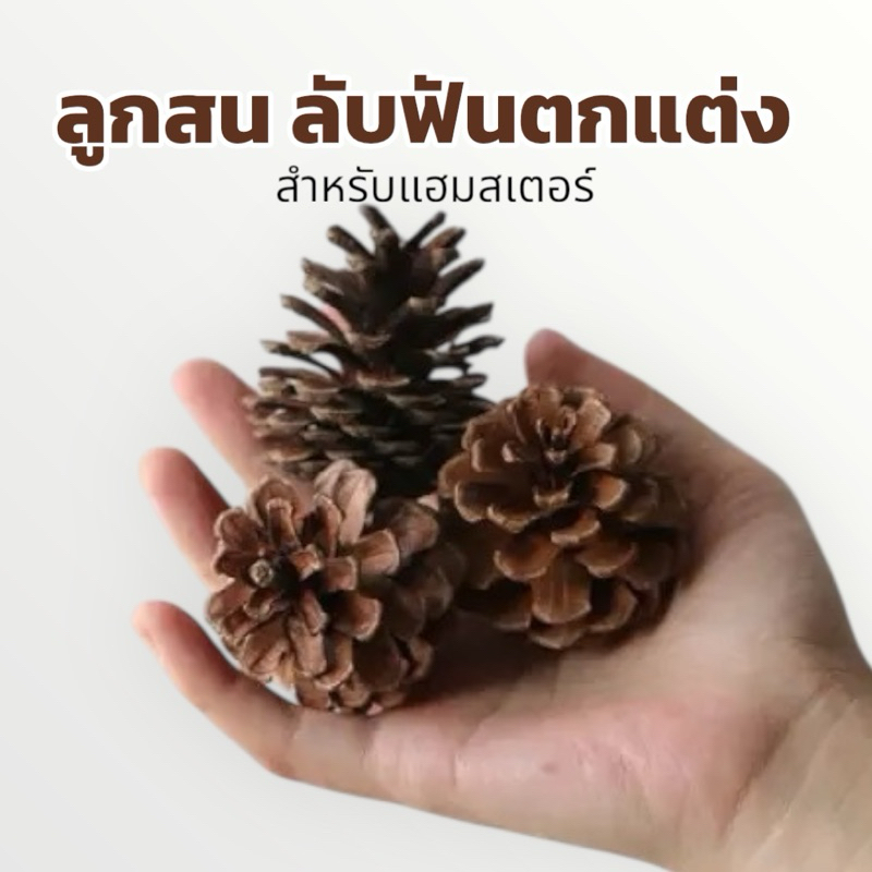 Crazy pet shop 🐹ลูกสน ลับฟันสำหรับสัตว์เลี้ยงแฮมสเตอร์และสัตว์เลี้ยงตัวเล็ก