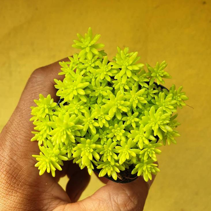 ต้นไม้อวบน้ำ กุหลาบหิน แพรทองแคระ Sedum Minus Aureus  ต้นเศรษฐีแพรทอง #succulent #เมล็ดพันธุ์พืช - รูปที่ 3