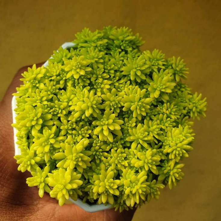 ต้นไม้อวบน้ำ กุหลาบหิน แพรทองแคระ Sedum Minus Aureus  ต้นเศรษฐีแพรทอง #succulent #เมล็ดพันธุ์พืช - รูปที่ 6