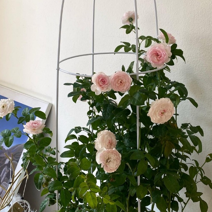 🌹🩷 Mon Coeur Rose กุหลาบมองเคอร์ ต้นใหญ่พุ่มสวย แข็งแรง ติดดอกเยอะมาก (ภาพถ่ายจริง)