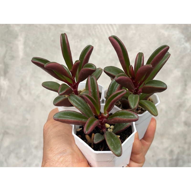 Peperomia graveolens (Ruby Glow) กุหลาบหิน ไม้อวบน้ำ ขนาด 2 นิ้ว