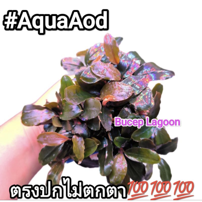 ต้นไม้น้ำบูเซฟ ลากูน (Bucep Lagoon)