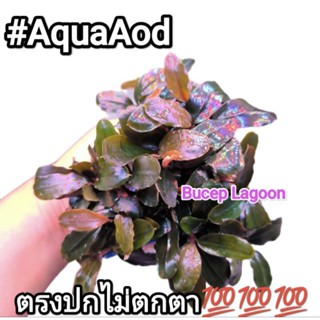 ต้นไม้น้ำบูเซฟ ลากูน (Bucep Lagoon)