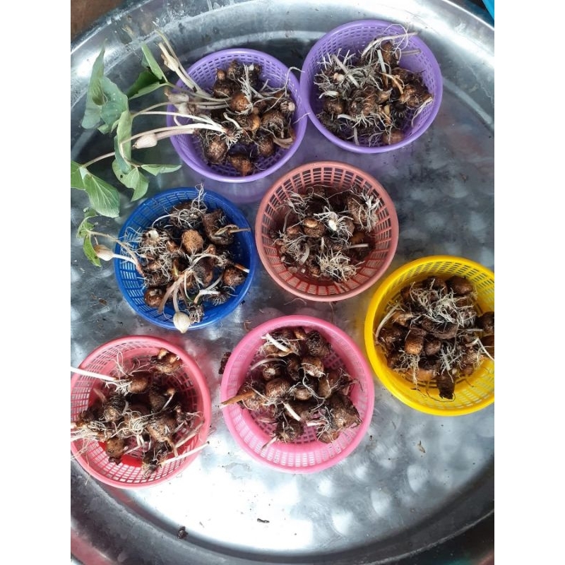 บอนใบเงินของแท้1หัวเพาะขึ้นง่าย - รูปที่ 3