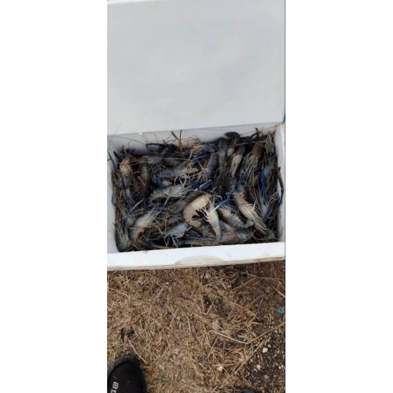 หัวเชื้อตกกุ้ง ชนิดผง Shrimp feed ขนาด 100ml. - รูปที่ 3