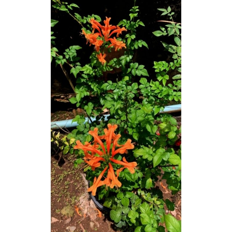 ดอกพวงแสดสีส้ม 1 ต้นถุงดำ ไม้ประดับ🌱