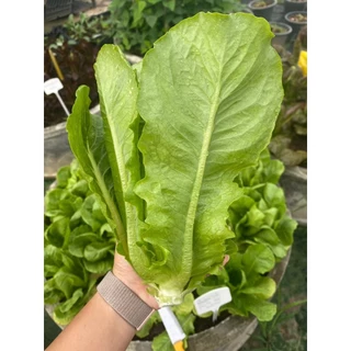 เมล็ดพันธุ์ผักสลัด กรีนคอส พันธุ์โทบี้ ( ขนาด 0.25 กรัม ) ( เมล็ดเคลือบ ) รหัสสินค้า SSC 1018