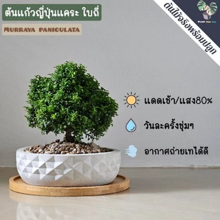ต้นแก้วญี่ปุ่นแคระ Murraya paniculata (L.) Jack. พร้อมกระถาง+จานรอง+หินกรวด PLANT FOR YOU