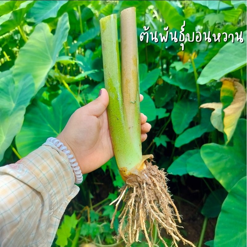 ต้นพันธุ์บอนหวาน (ส่งแบบตัดใบตามรูป)