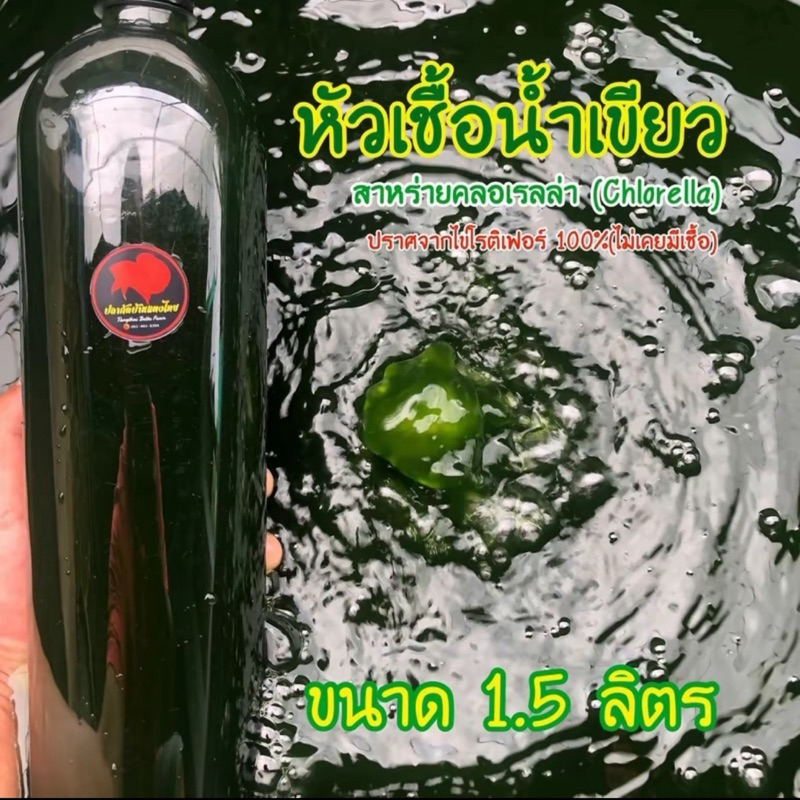 หัวเชื้อน้ำเขียว(สาหร่ายครอเรลล่า)