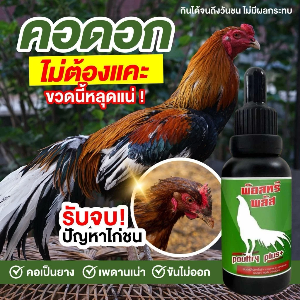 พ๊อตทรีพลัสคอดอกคอดังคอดังเรื้อรัง