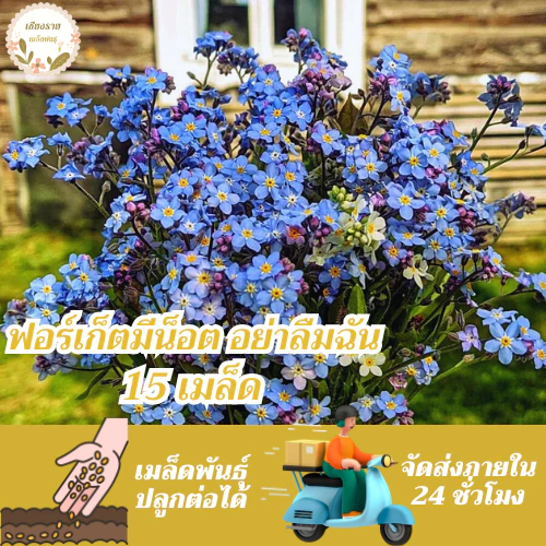 เมล็ดพันธุ์ ดอก ฟอร์เก็ตมีน็อต อย่าลืมฉัน 15 เมล็ด Forget me not เมล็ดพันธุ์แท้ นำเข้าจากต่างประเทศ ปลูกผัก สวนครัว ถูก