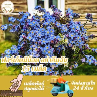 เมล็ดพันธุ์ ดอก ฟอร์เก็ตมีน็อต อย่าลืมฉัน 15 เมล็ด Forget me not เมล็ดพันธุ์แท้ นำเข้าจากต่างประเทศ ปลูกผัก สวนครัว ถูก