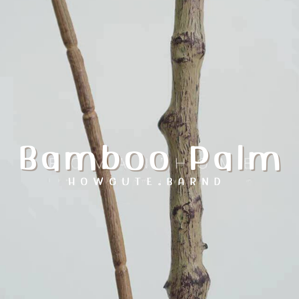 PRE14วันค่ะ BAMBOO PALM (ต้นปาล์มไผ่) ฟอร์มต้นสวย รูปที่ 8