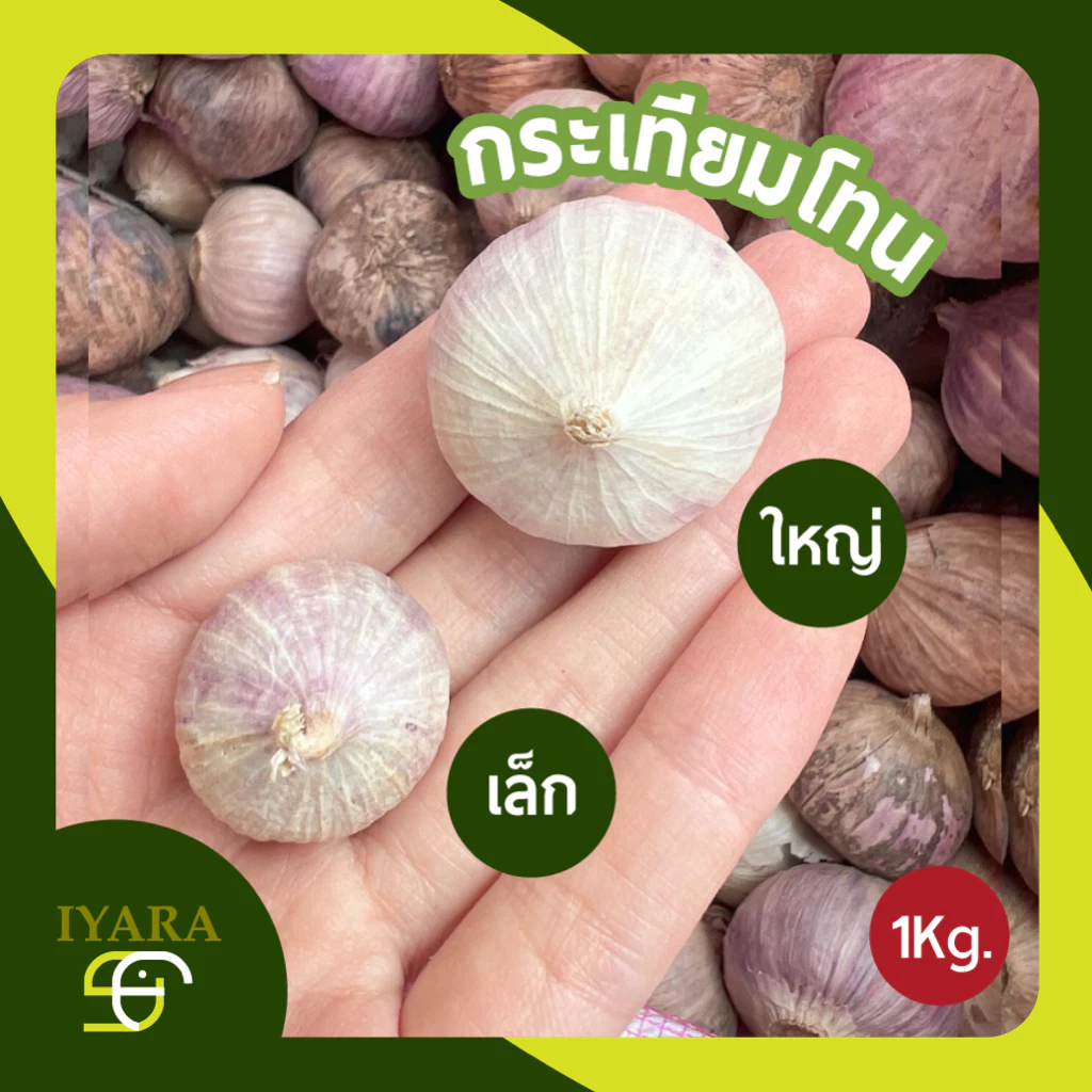 กระเทียมโทน กระเทียมโทนสด 1กิโลกรัม