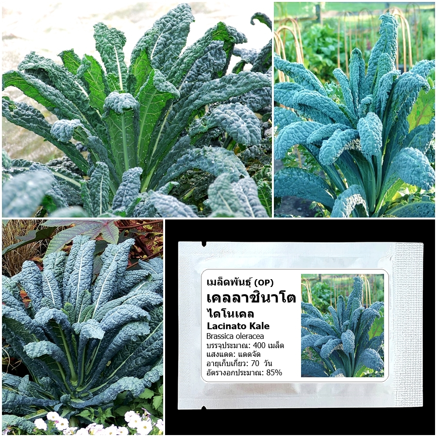 เมล็ดพันธุ์เคล ลาชินาโต Lacinato Kale Seed บรรจุ 400 เมล็ด คุณภาพดี ราคาถูก ของแท้ 100%