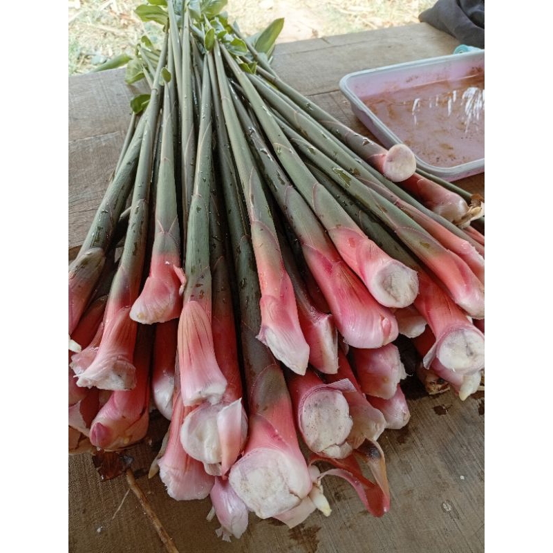 หน่อข่าอ่อน,หน่อข่าเกษตรแดงใหญ่ 2กิโล