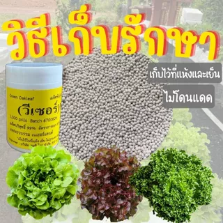 เมล็ดเคลือบ [1,000 เมล็ด] เมล็ดชนิดเคลือบผักสลัด ENZA ZADEN อัตราการงอกสูง