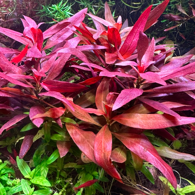 Ludwigia peruesis ลัดวิเจีย เปรูเอซิส ต้นไม้น้ำ ใบน้ำ ไม้พุ่ม หน้าตู้ กลางตู้
