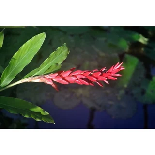 ต้นพันธุ์ ขิงแดง ถุงดำพร้อมปลูก 39 บาท red ginger ขิงแดง ต้นขิงแดง สีแดง ไม้ประดับ ดอกออกทั้งปีสวยงาม ดอก หัว ทานได้