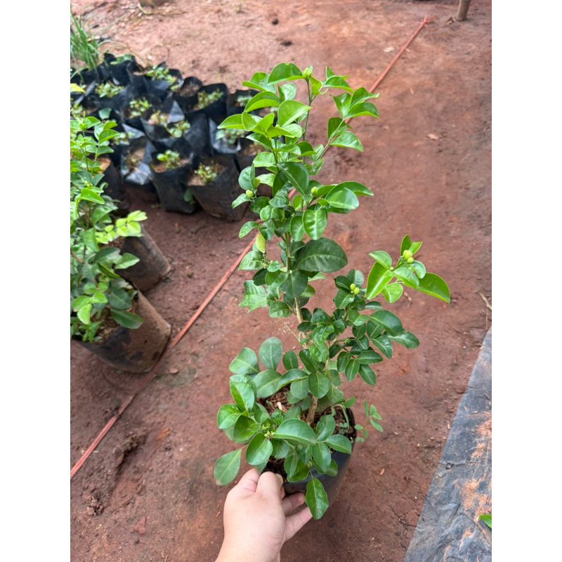 ต้นแก้วพวงดวงใจ ดอกดก หอมมาก ปลูกทำรั้วได้ ต้นส่ง 20เซน - รูปที่ 6