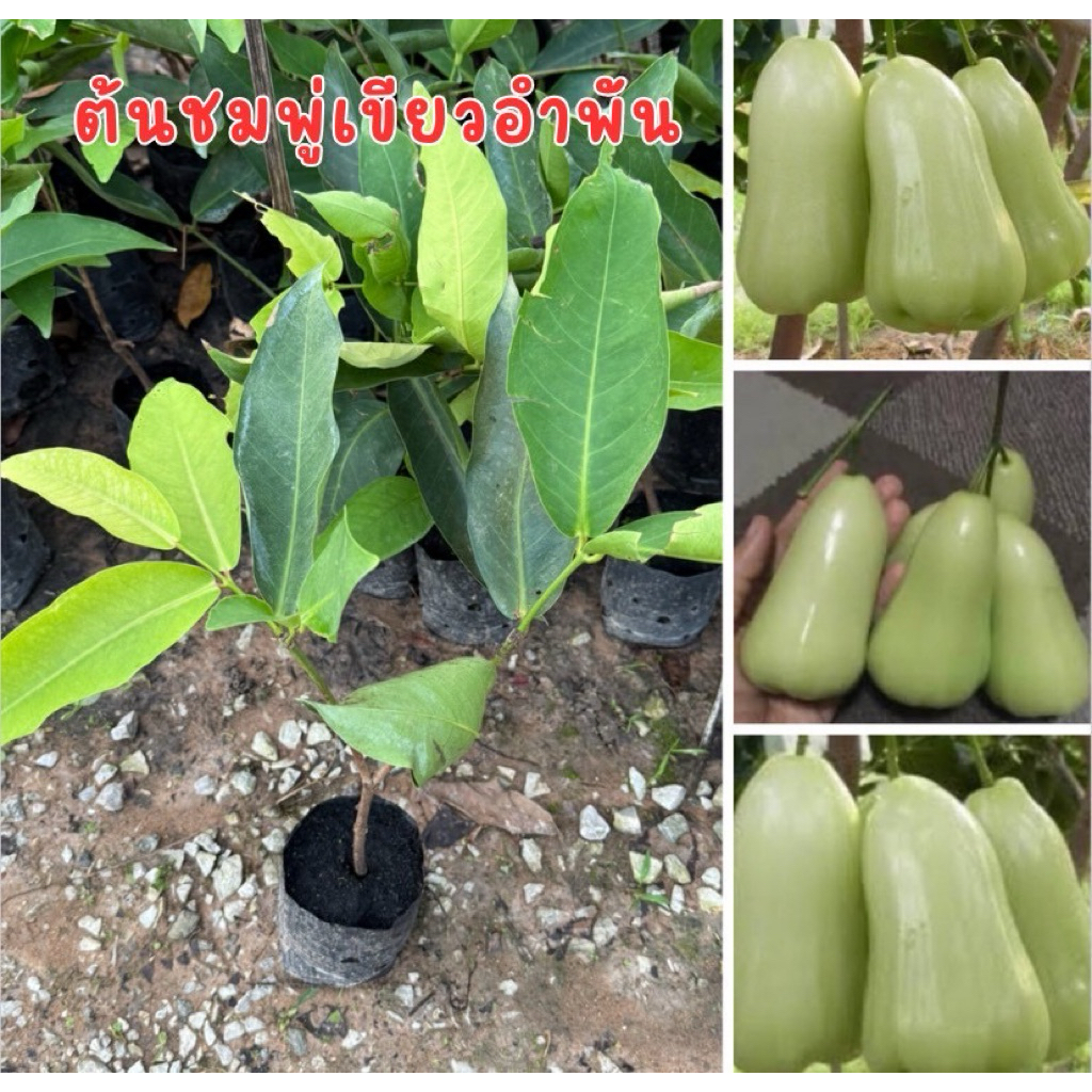 ต้นชมพู่เขียวอำพัน กิ่งตอน1ต้น120.พร้อมปลูกจ้า