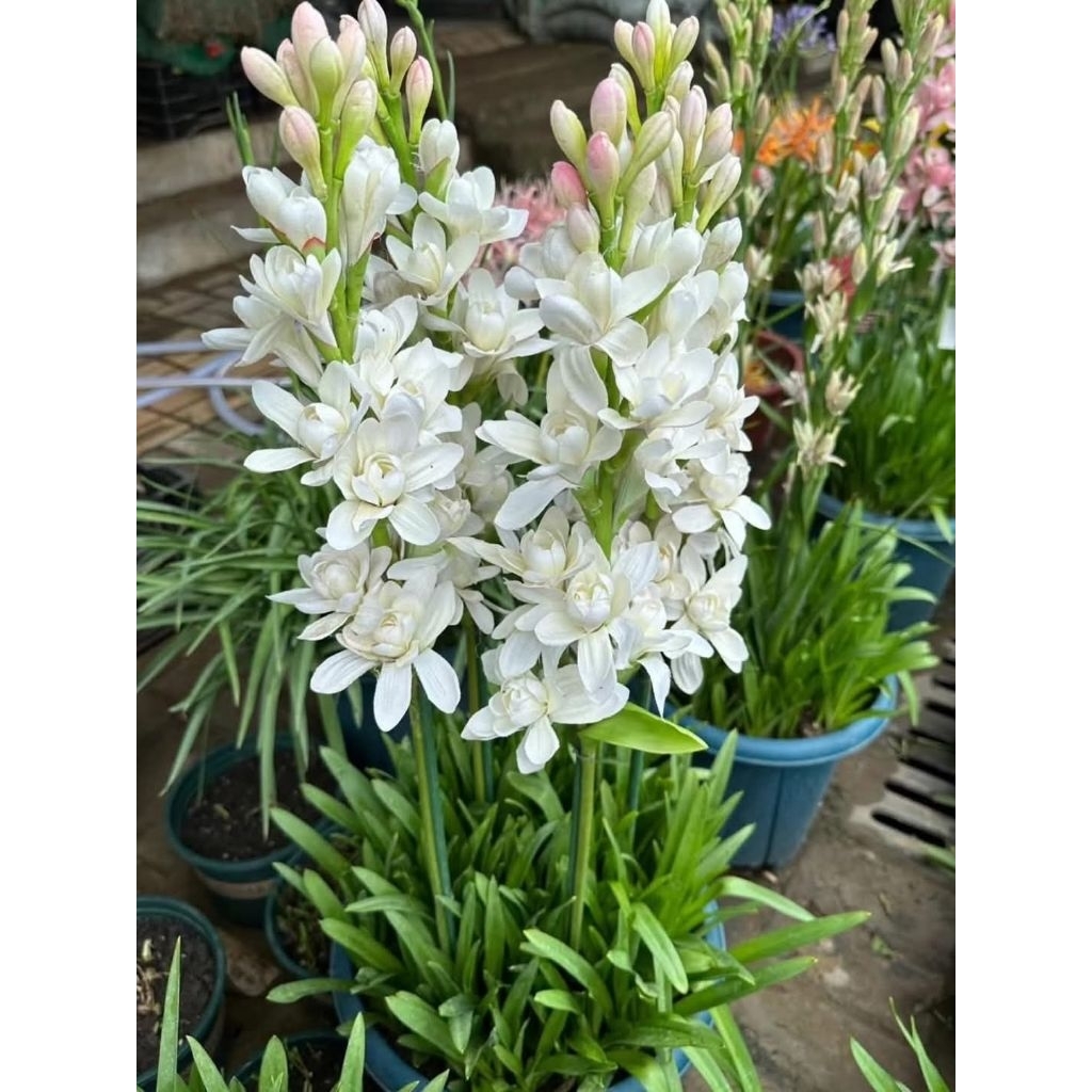 ดอกซ่อนกลิ่นซ้อนสีขาวแท้จากสวน 1 หัวพันธุ์ ลงปลูกประมาณ2-3เดือนมีหัวได้ถึง20หัวนำมาขยายพันธุ์ได้เรื่อย🥰 พรรณไม้หายาก🌱