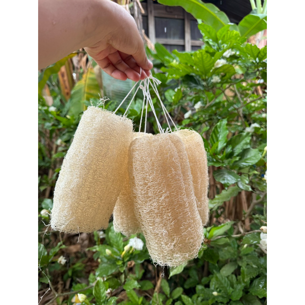 ใยบวบร้อยเชือกชุด 5ชิ้น ขนาด 6-8 นิ้ว ใยบวบขัดผิว ใช้สะดวกสบาย ใยบวบทำจากธรรมชาติ สำหรับการใช้งานที่ง่ายและสะดวก - รูปที่ 5