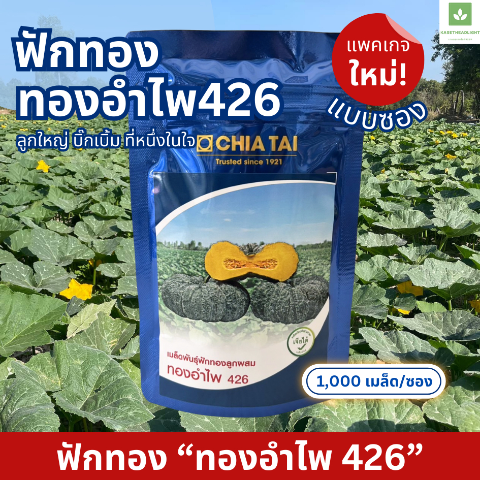 ฟักทอง ทองอำไพ 426 ซองสีน้ำเงิน 1,000เมล็ด เมล็ดพันธุ์ฟักทอง