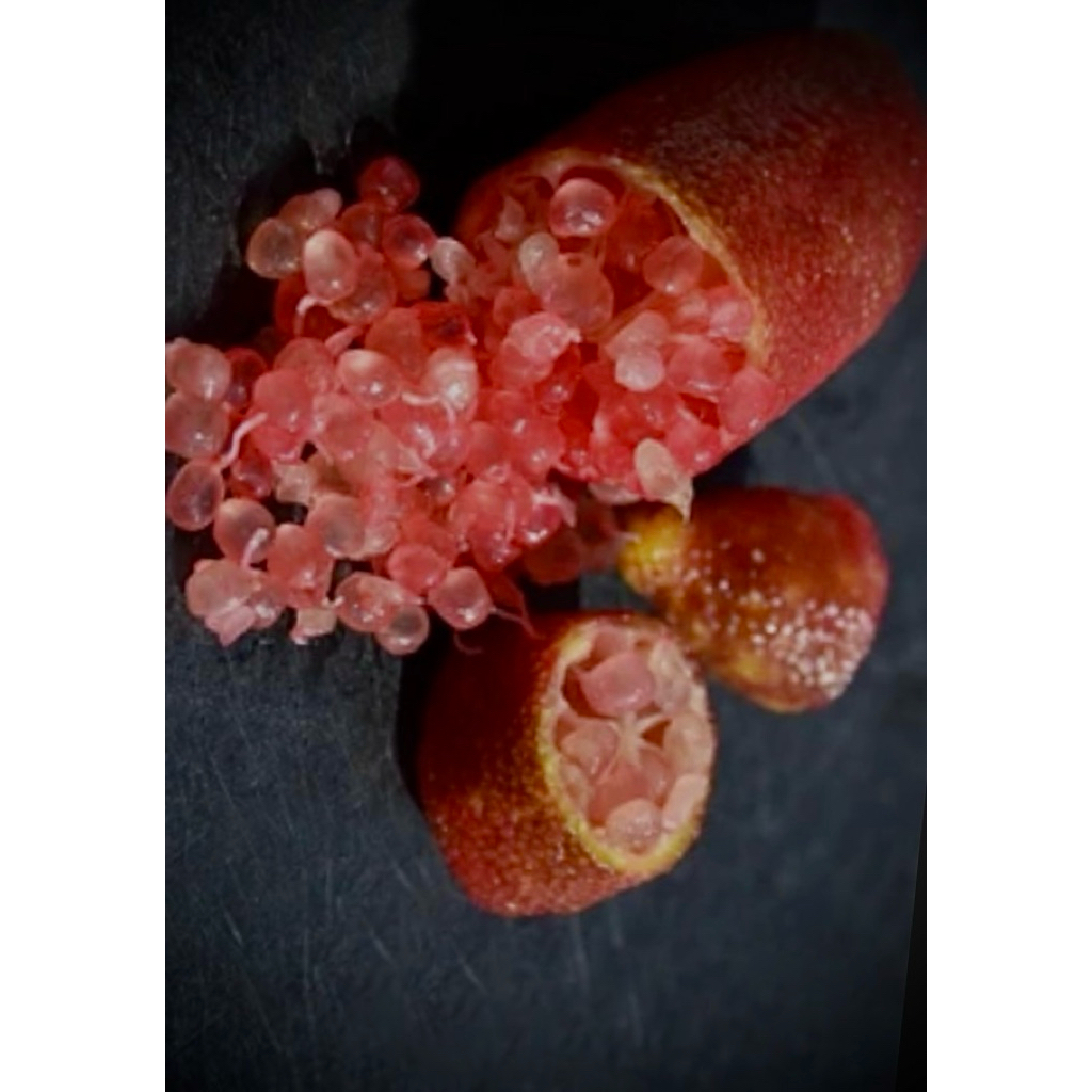 Citrus Australasica / Caviar Lime / Caviar Lemon มะนาวคาเวียร์ มะนาวนิ้วมือ Finger Lime 🇦🇺🇦🇺 มีรสเปร