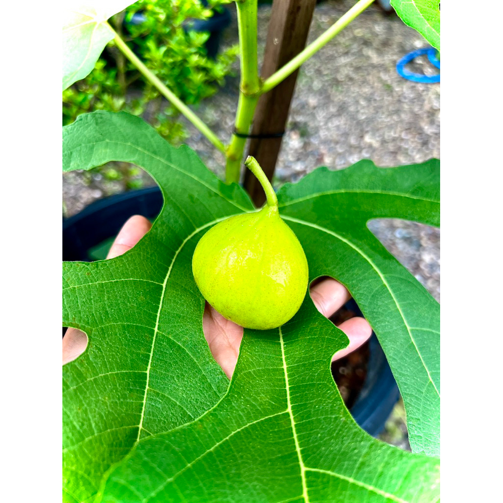 White Israel Figs ต้นพันธุ์มะเดื่อฝรั่ง สายพันธุ์ไวท์อิสราเอล 🇮🇱🇮🇱 รสชาติหวาน ฉ่ำ ติดลูกไว ให้ผลดก