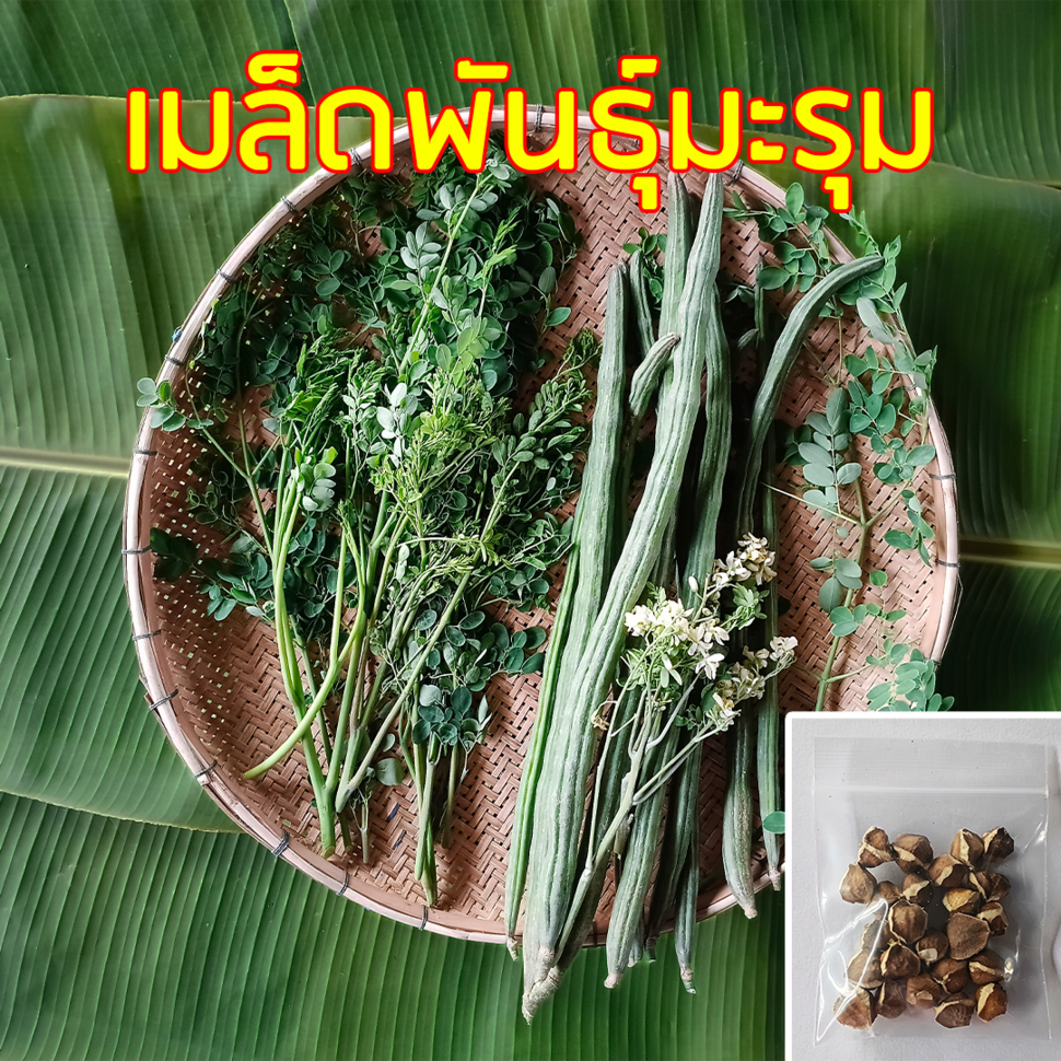 เมล็ดพันธุ์มะรุม เมล็ดมะรุม ซองละ 30 เมล็ด ## มะรุม ผักสวนครัว